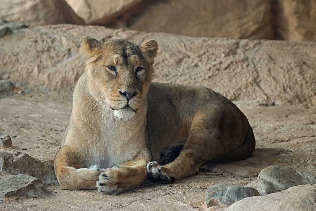zoogdieren hdr natuur huisdieren zoogdier huisdier mammalia natuurmonumenten staatsbosbeheer zoo dierentuin